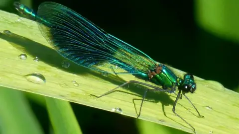 Paul Carrera A banded damsel-fly catching some sun at Sutton Courtney Pools