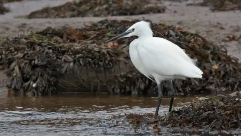 Neil morris Little Egret