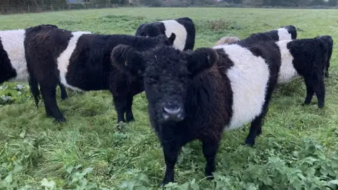 Luke Deal/BBC The rescued cows at their farm in Haughley