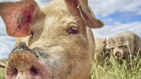 Getty Images pigs