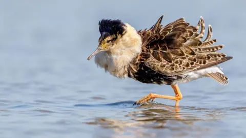 Getty Images Ruff on a lake