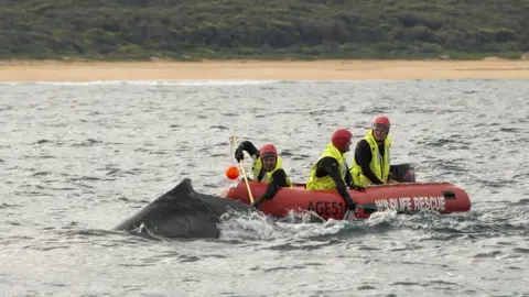 NSW Parks and Wildlife Service A crew attempts to free a whale