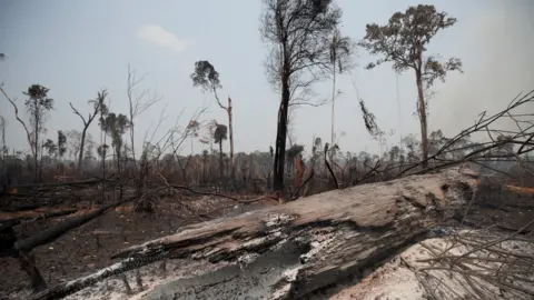 Reuters Charred trunks are seen on a tract of Amazon jungle, that was recently burned by loggers and farmers, in Porto Velho