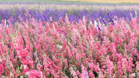 Shropshire Festivals Flowers