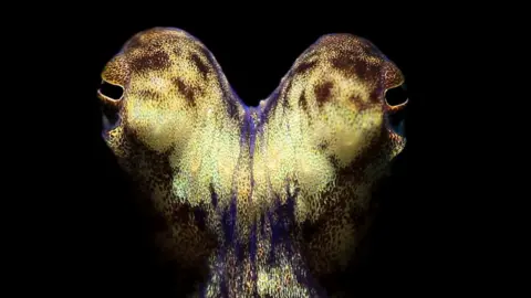 Stay With Us Stay With Us