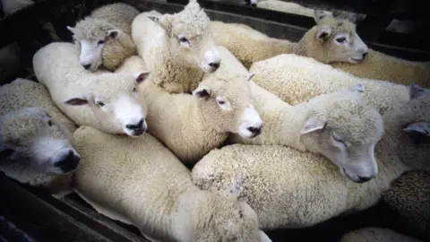 Getty Images sheep on truck