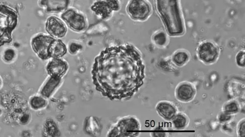 Dolores Piperno/Smithsonian Phytoliths