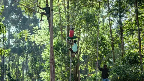 Duncan Moore Children climb up trees in western Kenya to keep away from the bulls