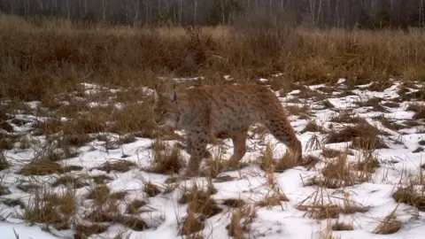 TREE Research Project Lynx in the Chernobyl exclusion zone