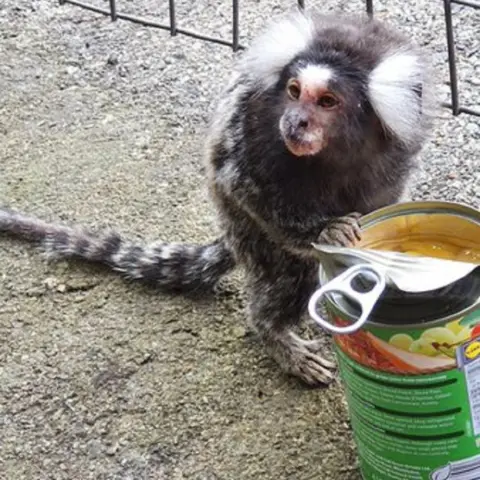 ScotRail Monkey at Cambuslang