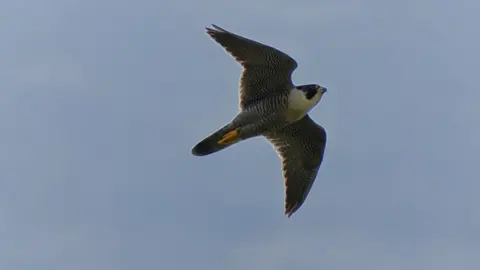 Jon Ward Peregrine falcon in Loughborough