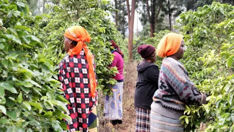 PETER NJOROGE/BBC  Women picking coffee in Othaya area of Nyeri town