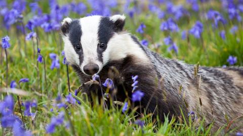 Badger Culls Have Varying Impacts On Cattle TB - BBC News