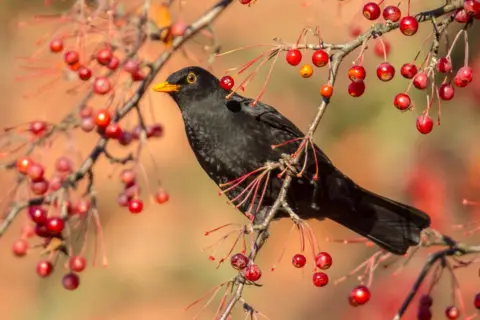 Getty Images Blackbird singing in the dead of night (night not pictured)