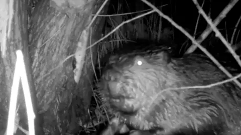 Released beavers make themselves at home