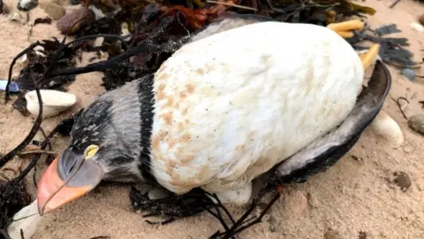 Dead puffin