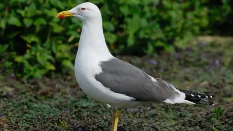 Billig Gull () Billig Gull