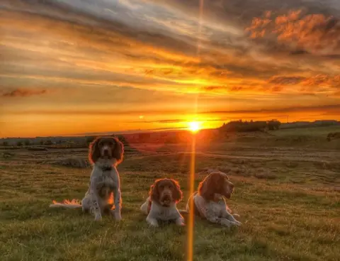 Kerry Irving The dogs at sunset