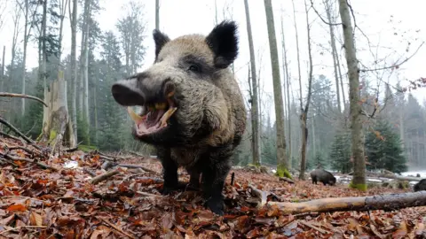 Getty Images A boar