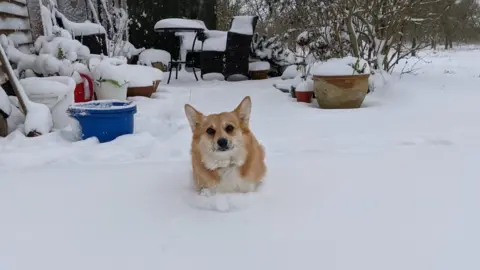 Caleb Mellen Carys the corgi in Wyverstone