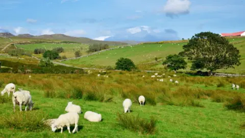 Getty Images Sheep farm