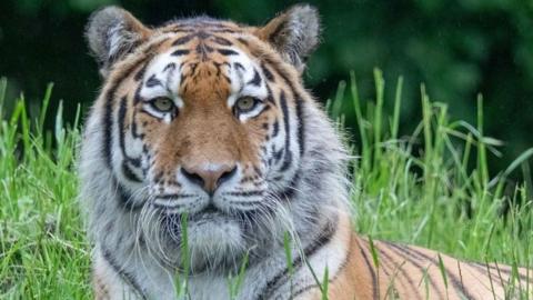 Siberian Tiger with a camera. 3D Rendering. 23187677 Stock Photo