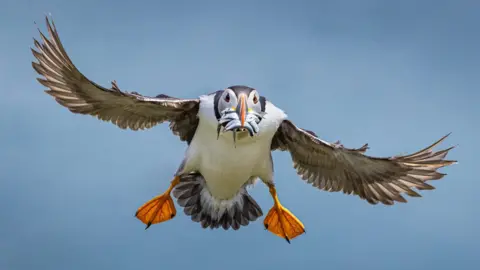 Drew Buckley Flying puffin with fish in its beak