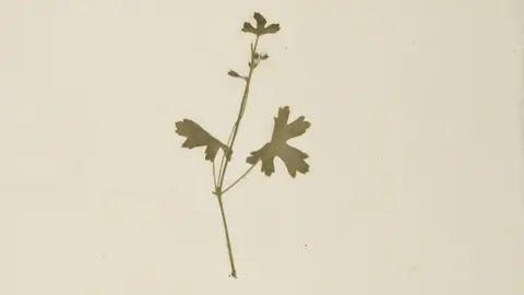 RHS A specimen of Pelargonium