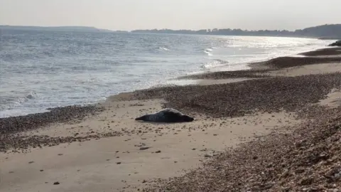 Imogen Rayner Seal on Highcliffe Beach