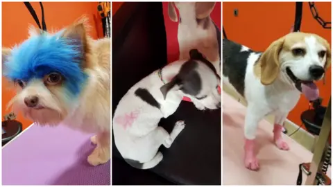 Alternadogs Three dogs with dyed hair and airbrush tattoos