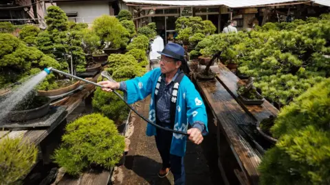 Getty Images A staff member waters Bonsai in Saitama, Japan.