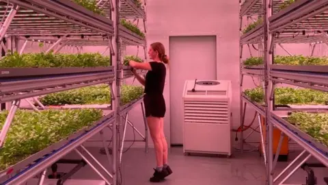 BBC A girl attending to crops in a vertical farm