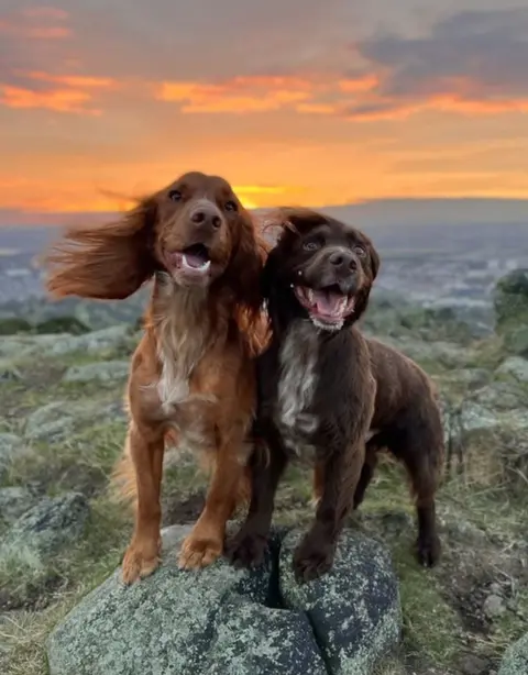 Hollie Jenkins/@TheEdinburghSpaniels Hugo and Spencer