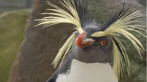 Getty Images Macaroni penguin