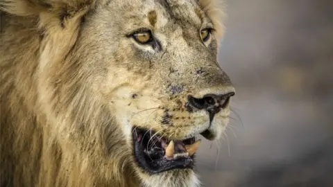 BBC A male lion bares his teeth