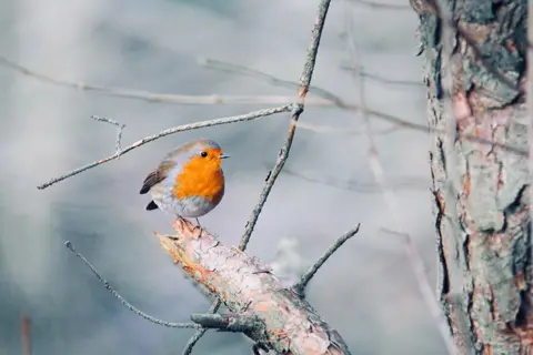 Charlotte Clarke Robin in a tree