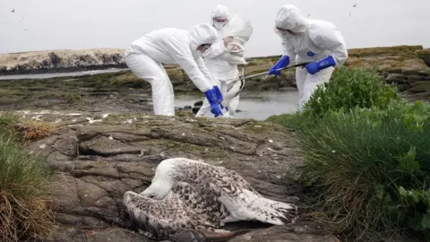 PA Media National Trust inspectors on Farne Islands