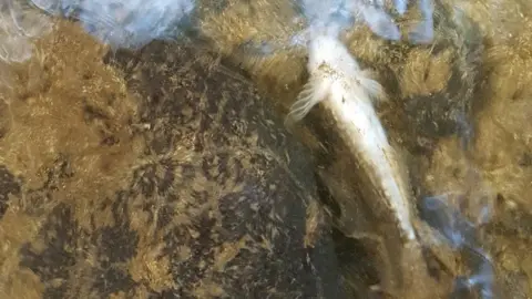 Natural Resources Wales A fish