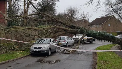 Scott Milligan Fallen tree in Burgess Hill, West Sussex