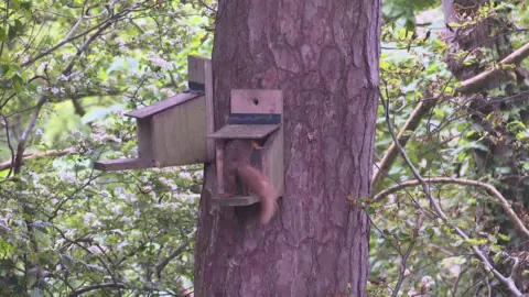 red squirrel with its head in a feeder