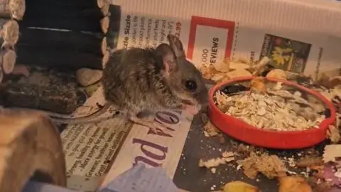 Wildlife Aid Foundation A small mouse next to a small bowl filled with what looks like oats and small fruit and nuts. There is newspaper under his feet and a wooden log in behind him