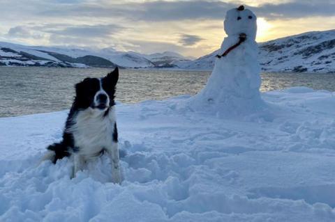 Dog in snow at Ullapool