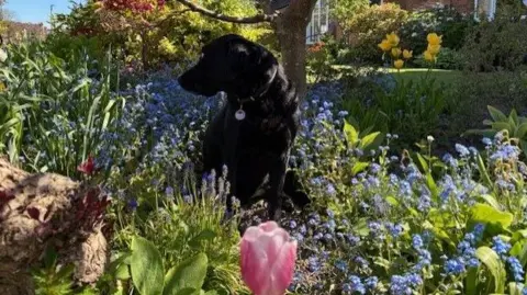 Jane Yates A black labrador looks over her right shoulder at blue flowers and green shrubs in front of a tree with a pink tulip in the foreground