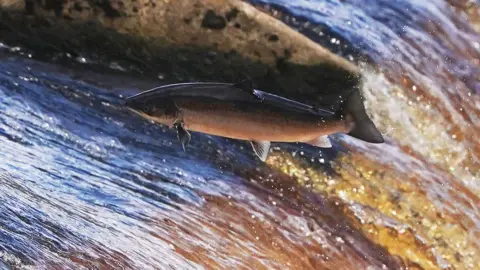 An Atlantic salmon leaps upstream through fast-flowing water, its silver-brown body suspended above a rocky river as spray splashes around it.