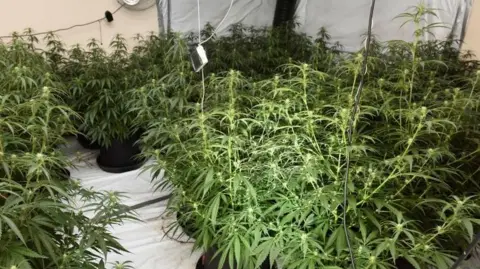 rows of green leafed cannabis plants are lined up. the plants are sitting on a white sheet, a hater can be seen on a white painted wall