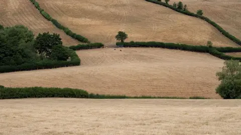 Getty Images Several fields in Shropshire which are pale brown and dry. The hedgerows separating the fields are green. 