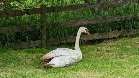 Marine and Wildlife Rescue Swan recovering