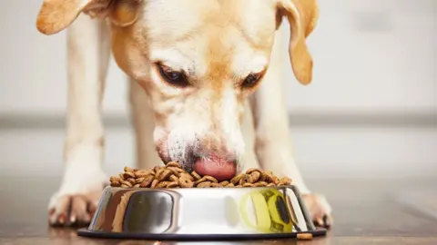 Close up image of a golden labrador eating dry food from a metal bowl