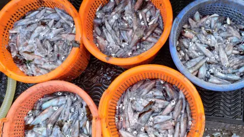 Five large containers filled with squid
