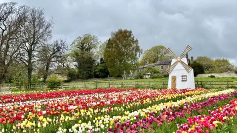 Wander Vision A field of red, white, yellow, pink and purple tullips. There is a small, white windmill towards the back of the field. Behind the field are stone houses with trees in front of them.